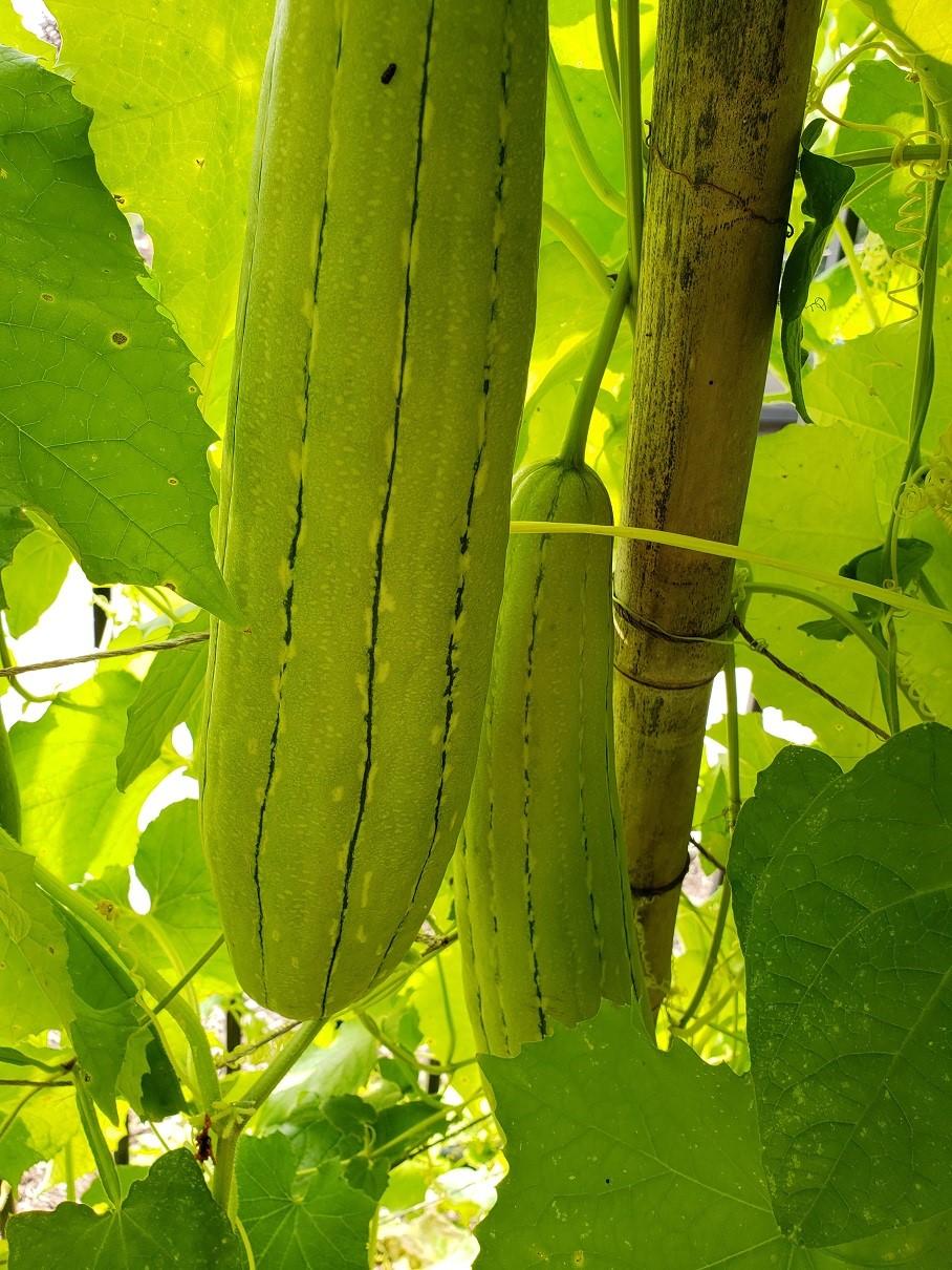 Is it a squash or a scrubbing sponge? There is a luffa gourd (or loofah) plant growing in The Enchanted Garden this summer. And it really is growing.