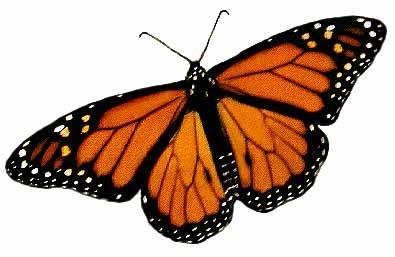 Janine Grossman, janinegrossman@gmail.com We are having a Booming year with Monarchs in our gardens and home. We raise them from egg to Butterfly inside and keep a check on ones we leave outside.