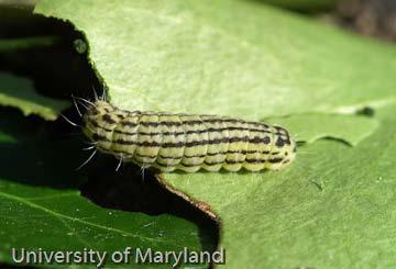 Scientific Plant Service, reported heavy infestations of the euonymus leafnotcher caterpillar at multiple sites in Severna Park this week. Craig Hudson, Evergreen Genes, Inc.