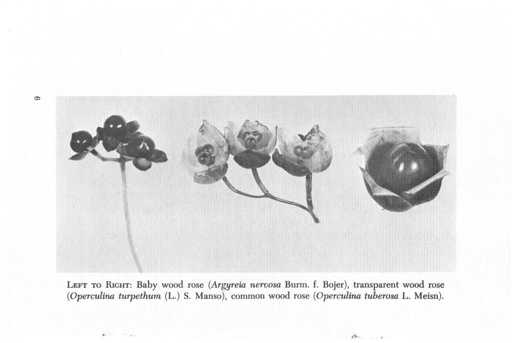 LEFT TO RIGHT: Baby wood rose (Argyreia nervosa Burm. f.