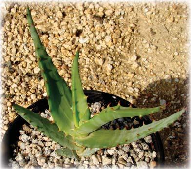 Aloe africans at 10 days CACTUS & SUCCULLENT OF THE MONTH SEED-GROWN BY EHXIBITOR Please be