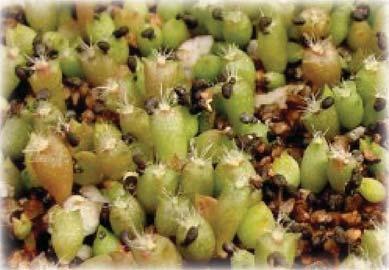 ) Aloe africans at 16 months Ferocactus pilosus at 21 days A Visit with Dear Friends Yvonne and