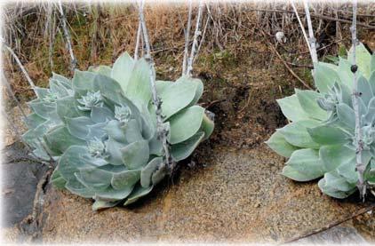 Dudleya are members of the Crassulaceae family and often look a bit nearby like Echeverias, especially the flowers. They grow predominately in coastal California and Baja, as well as offshore islands.