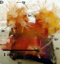 in other experiments (Vidican and Cachiță, 2009; Vidican 2012; Vidican 2014). Fig.4. Echinocactus (Pfiff.