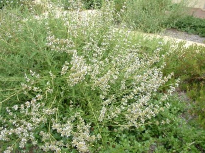 Salvia mellifera Black Sage Photo by: Lamiaceae Shrub Information provided by: Origin: California 3-6' All soils Average soil Well-drained soil Neutral ph Water: Drought tolerant 1 Growth rate: Fast