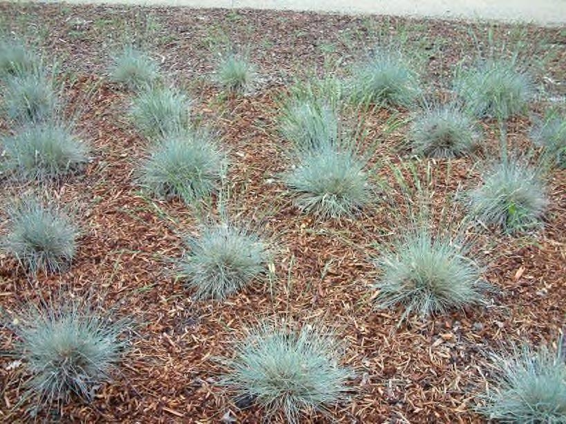 Festuca californica 'Serpentine Blue' California Fescue selection Photo by: Information provided by: Poaceae Ground cover Perennial Origin: California 1-3' Sandy soil Loam soil Rocky soil Average