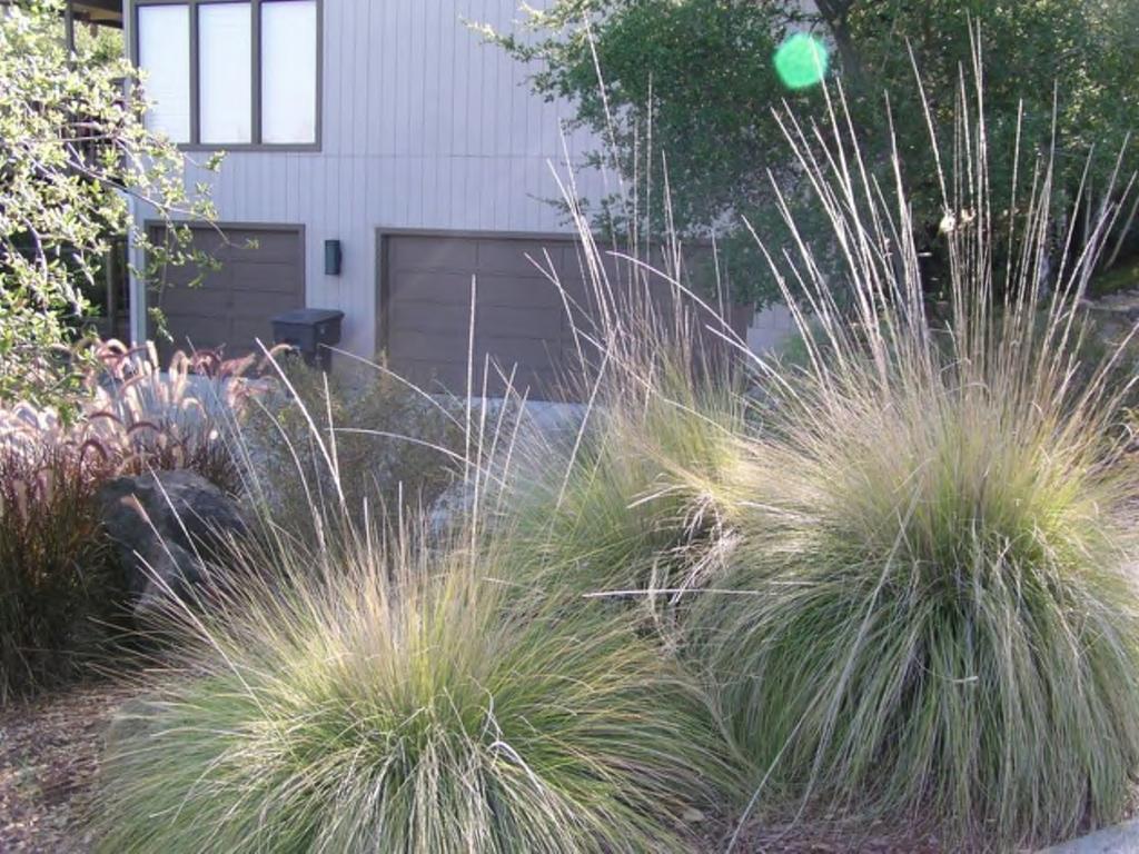 Muhlenbergia rigens Deer Grass Photo by: Susan Frommer/MSN Poaceae Perennial Grass Information provided by: Jerry Sortomme Editor Origin: Southwestern USA 1-3' All soils Average soil Rich soil