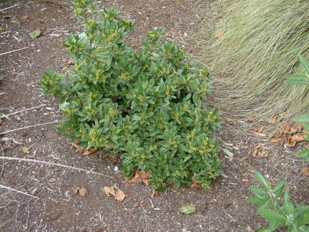 Rhamnus californica California Coffeeberry Photo by: Betsy Thompson Information provided by: Jerry Sortomme Editor Rhamnaceae Shrub Origin: Pacific Coast 6-12' All soils Average soil Poor soil