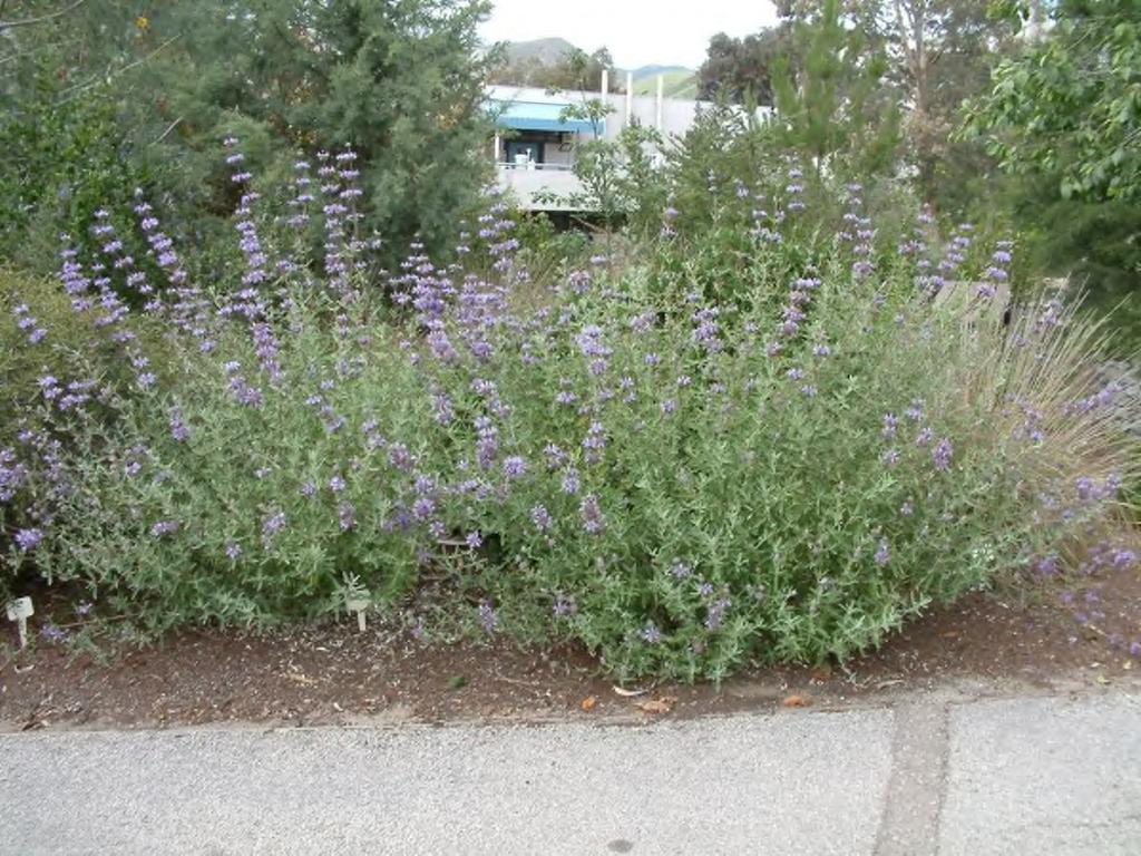 Salvia leucophylla Purple Sage Photo by: Susan Frommer Information provided by: Jerry Sortomme Editor Lamiaceae Shrub Origin: California 3-6' Sun: Full sun Water: Drought tolerant Sandy soil Loam