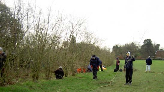 Group Hedge laying to restore mature hedges in the park.