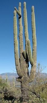 Plant of the Month: Ceroids of North America Saguaro Ceroids are the group of cacti that used to pretty much all be lumped into Cereus by early taxonomists.