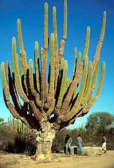 DNA research has shown that, for example, Cereus is more closely related to Gymnocalycium than it is to Pachycereus!