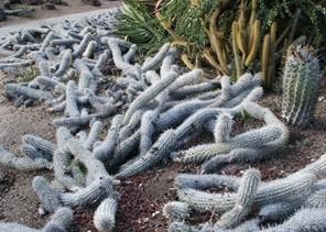 ) to be a Cereoid cactus. Also add in most any cactus that has columnar growth similar to these species, such as Carnegeia, Espostoa, or Harrisia.