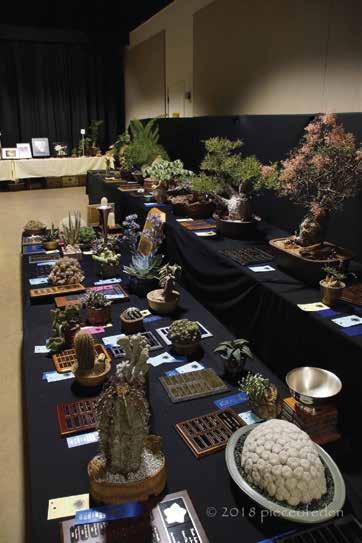 We had tremendous support from all three clubs in setting up the show and sale, entering plants, participating in the judging, preparing and serving food, and working the sales area and tear down.