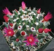 LOS ANGELES CACTUS & SUCCULENT SOCIETY ISSUE 9 PAGE 5 OF SEPTEMBER PLANT THE MONTH MAMMILLARIA WITH COLORED SPINES BY KYLE WILLIAMS Photo Credits: Kyle Williams Mammillaria is quite possibly the most