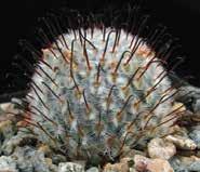 With nearly 200 species, Mammillaria is one of the larger genera in the Cactaceae, which means there is an enormous amount of variety to choose from.