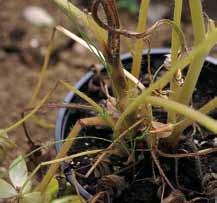 (primrose, polyanthus) Ramularia agrestis Senecio cruentus (cineraria) Fungal leaf spot 2 Growth of Alternaria sp.
