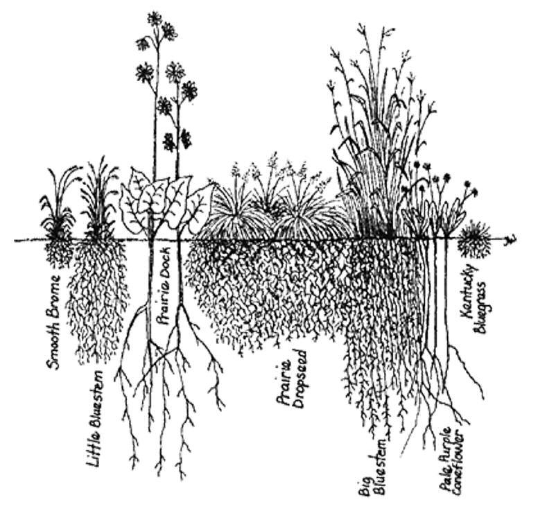 Root systems of prairie plants. Figure courtesy of Wild Ones.