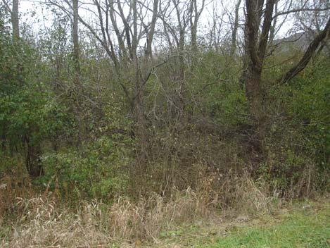 It is recommended that the buckthorn and other exotics be cut and that native grasses be installed. Buckthorn jungle. View from N. Bull Creek Dr.