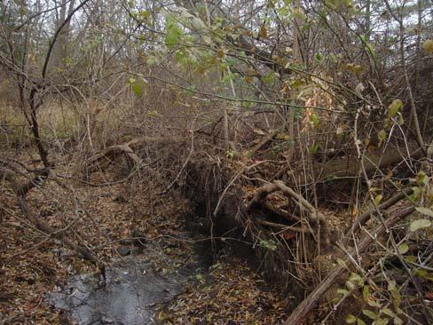 It appears that very old timbers are present in the streambank, providing some stabilization. However, this bank is still eroding and needs additional protection for the 5 foot bank.