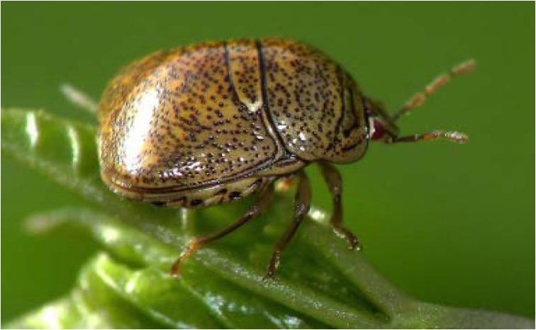 Kudzu Bug Scouting & Control Information Many soybeans fields in Bertie County currently have adult Kudzu bugs present.