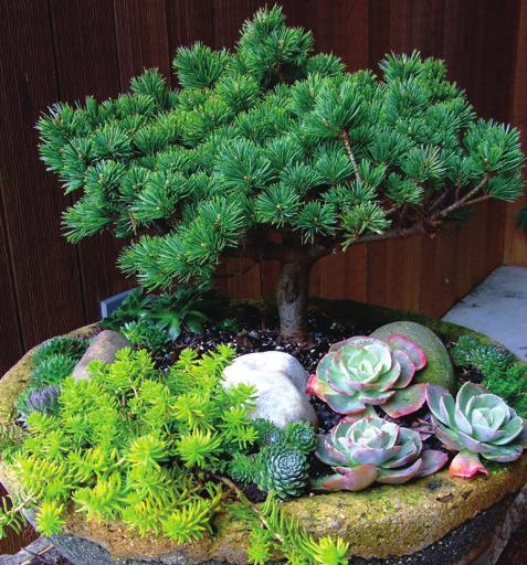 CQ_Spring2011_final:CQ 3/31/11 5:24 PM Page 40 Photo B Mix of succulents and a miniature conifer 4, Picea glauca Jean s Dilly, Zone 4.