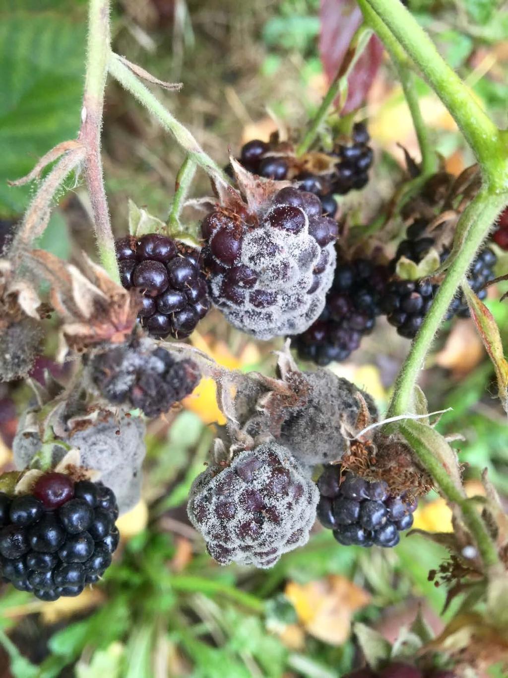 Cross resistance of new FRAC 7 Fungicides for Control of Gray Mold in Berries in PNW Tobin Peever David Dutton Dalphy Harteveld Olga