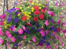 including Geraniums, blooming annual