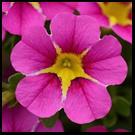 Height 14"-16" New Color Geranium Zonal Intense flower colors make