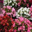 4 of 4 Annual Flats for Shady Areas (36 plants per flat) Begonia Fibrous (Part Sun/Shade)