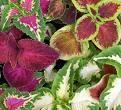 Height 10-12" Width 8-10" Coleus (Shade) Attractive foliage adds dramatic color to shady beds