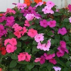 Height 12-14" Width 10-12" Impatiens (Shade) Great blooming color for shady places.