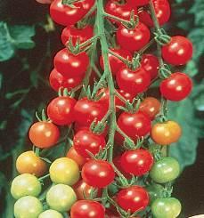 this tomato a long time favorite.