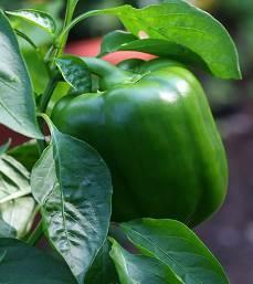 The most popular 'sweet' pepper. This hot pepper is a favorite for salsa and poppers.