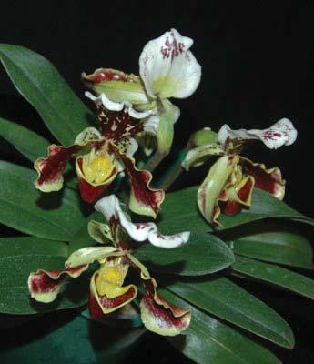 significantly improve the culture of that particular orchid species.
