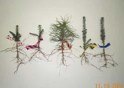 Bare Root No soil roots must be moist Dug late fall/winter and stored Shipped dormant No freezing temps!! B.