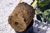 root ball (over the planting hole) Container-grown Very