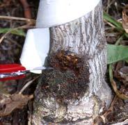 ! Harbor insects Weakens covered bark Only use if: Thin bark Hot microclimate with chance of