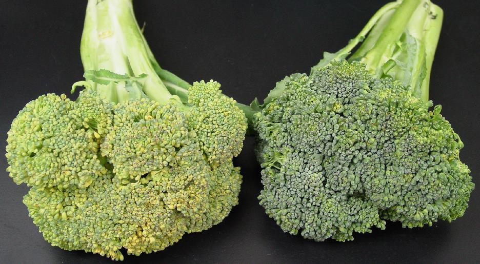 75 F 40 F Temperature effect on the quality of broccoli after 48