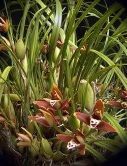 Like Brassavola nodosa, Maxillaria tenuifolia is one of those orchids that belongs in every collection.
