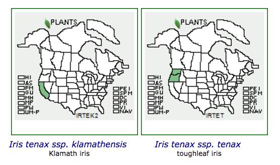 Geographical range GENERAL INFORMATION Common in the cascades of western Oregon and southwestern Washington with a subspecies (ssp. klamathensis) in the Klamath Mts. of northern California.