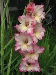 August 2015 One birth month flower of August is the Gladiolus. Flower of the Gladiators. Strength of character, sincerity, generosity, are traits symbolized in the Gladiolus.