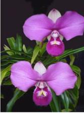 Bucks County Orchid Society Newsletter Nove