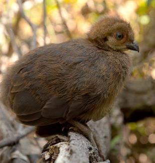 The male Brush Turkey of Australia gathers leaves, small branches, moss, and other litter and builds a mound about 3 feet high and 5 feet across.