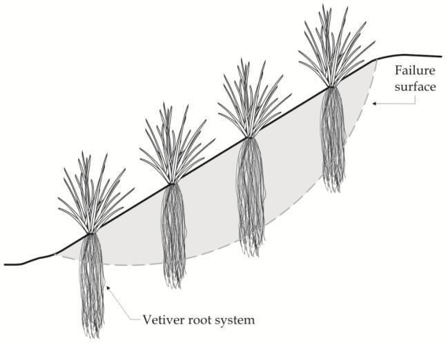 Trees increase the matric suction of the soil via root water uptake in conjunction with the evapotranspiration of their canopy [9]. From ground Fig. 7 A neem tree [7] Fig.