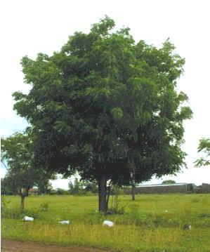 system. Canopy affects lateral forces such as the wind forces and the root system provides mechanical strengthening. Neem (Azadirachta indica) (Fig.