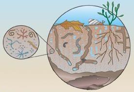 Soil Structure Impacts Normal soil structure has