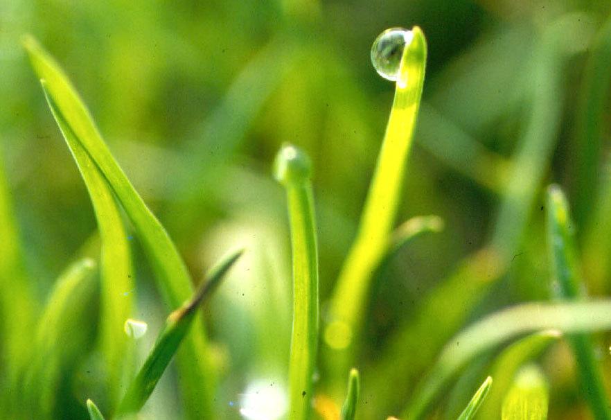 transpiration) iration cooling is essential for the overall and maintenance of turfgrass.