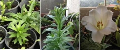 formolongo growth (a) A rooted shoot (b) plants grown in pot kept outdoors for 4 months (c, d) tissue culture plants grown for more than 1 year Shoots regeneration from leaf explants grown on medium