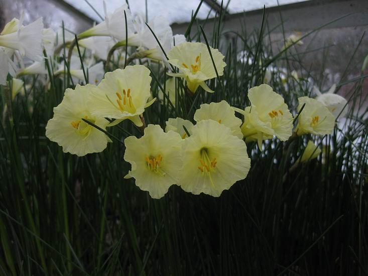 Narcissus Camoro and Craigton Clanger I selected Craigton Clanger from a batch of seedlings because it has a good size of bell shaped